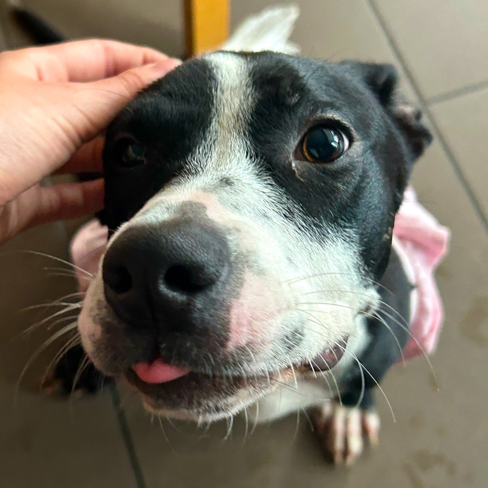 Meet your Posher, Kitty!